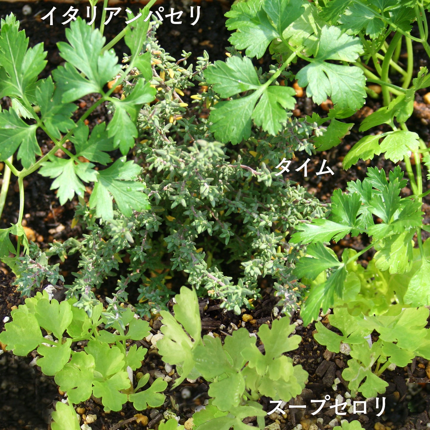 ポストカードセット The World of Plants